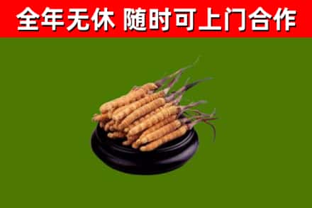 大洼回收冬虫夏草